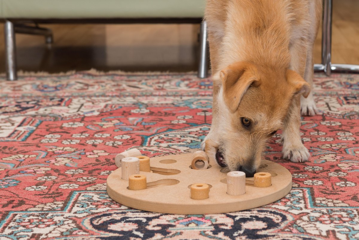 Dog using puzzle toy for mental enrichment