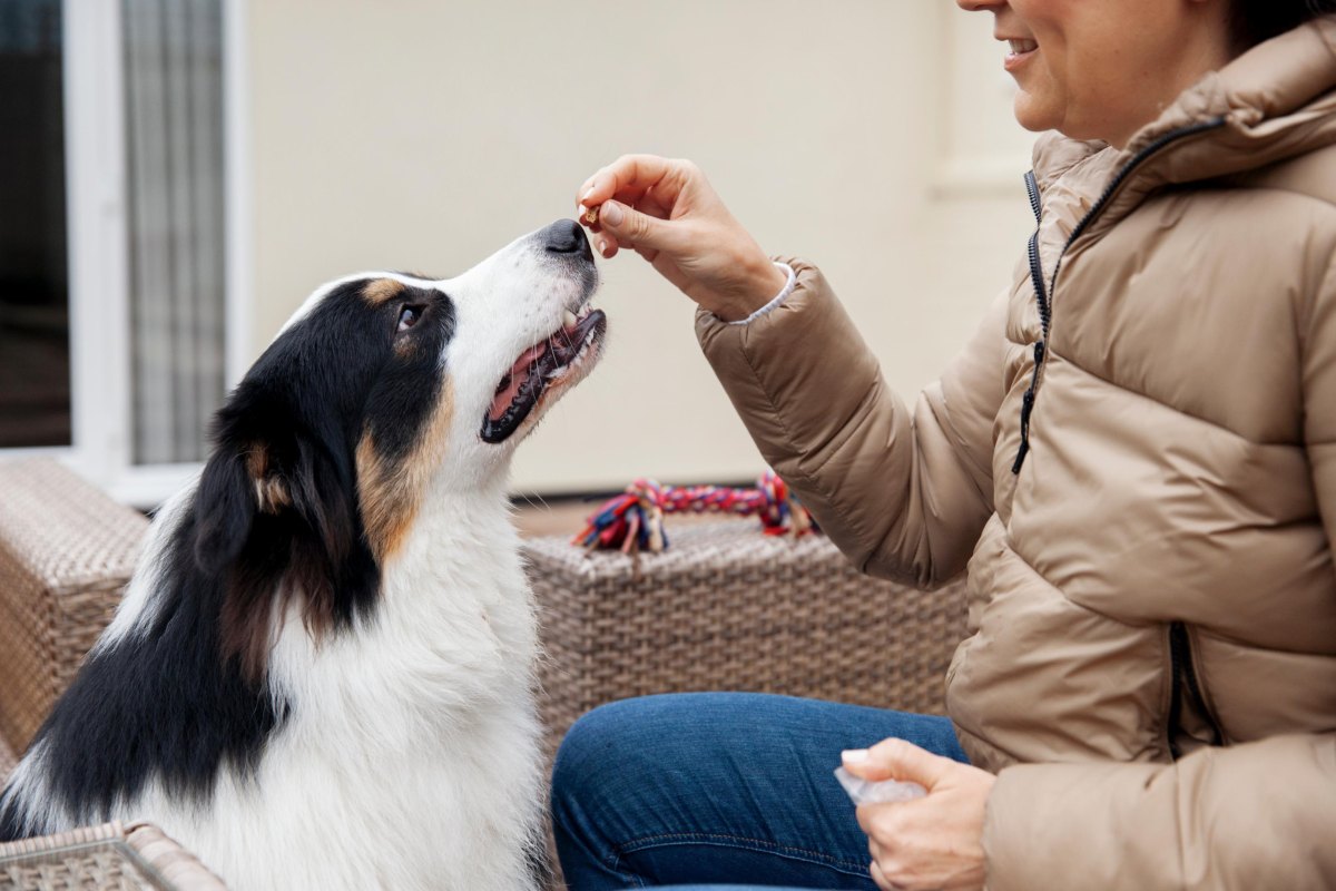 Dog receiving training treat reward