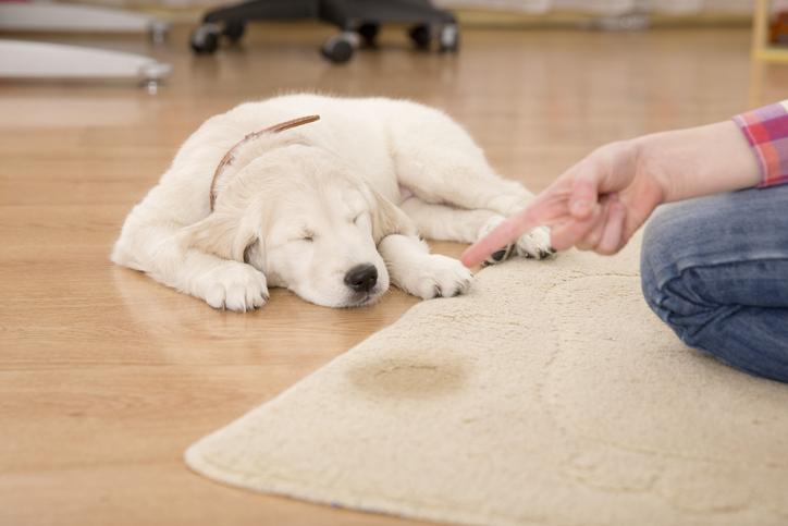 Calm puppy resting beside owner