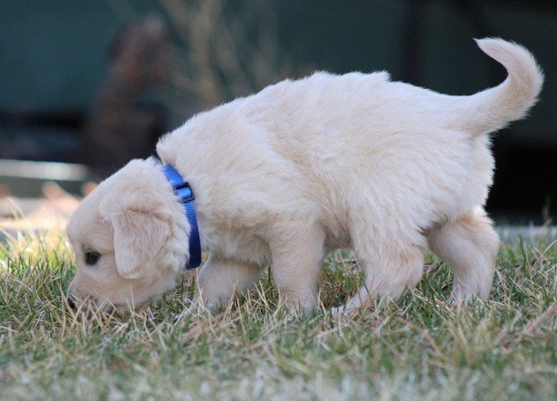 Puppy doing scent game