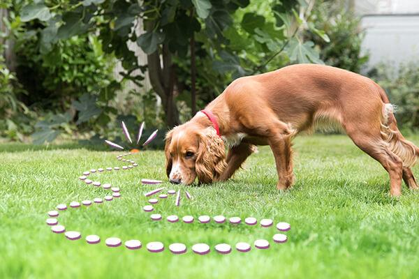 Puppy following scent trail outdoors