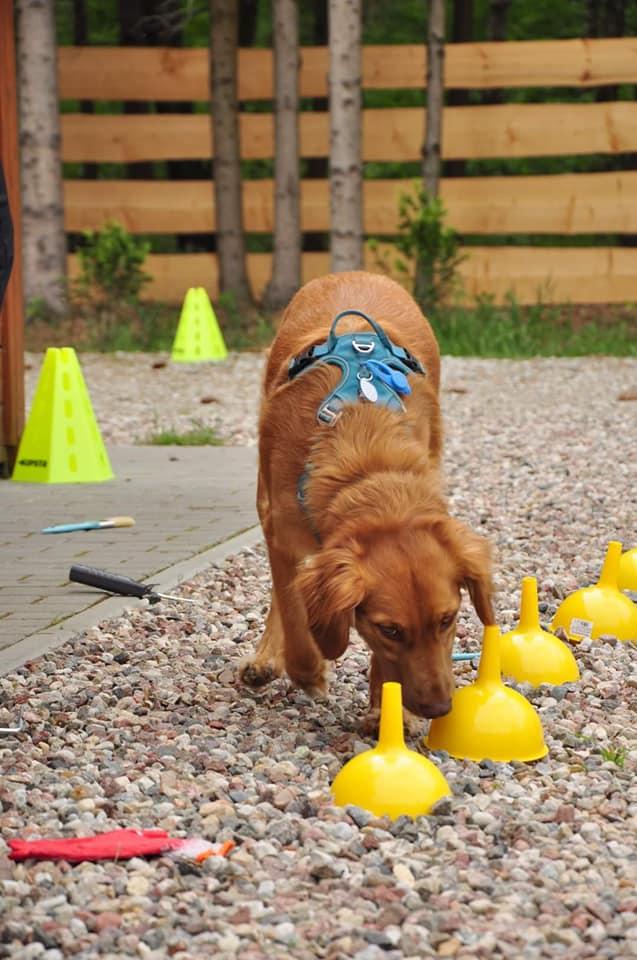 Dog doing scent detection training