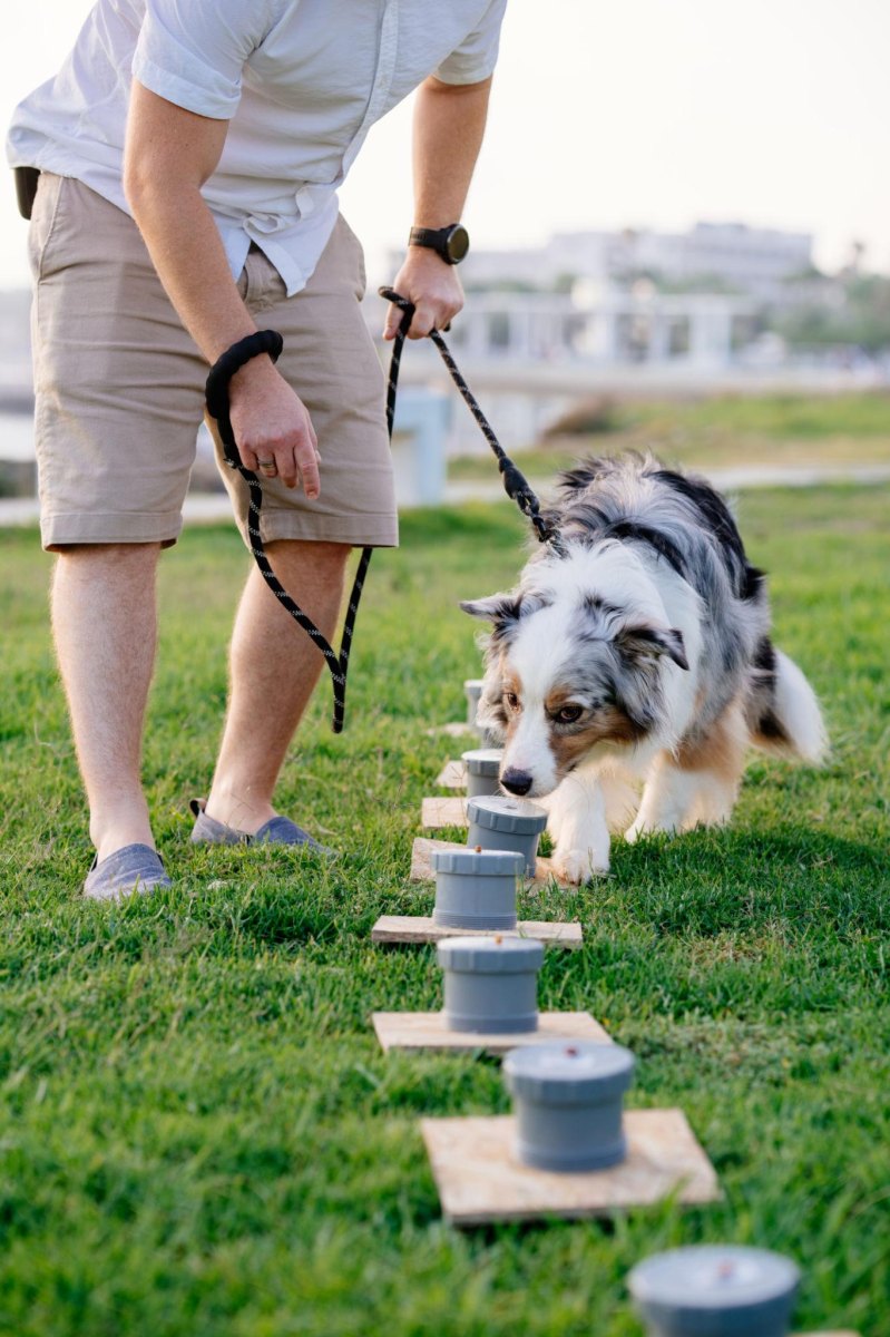 Dog doing scent work outdoors