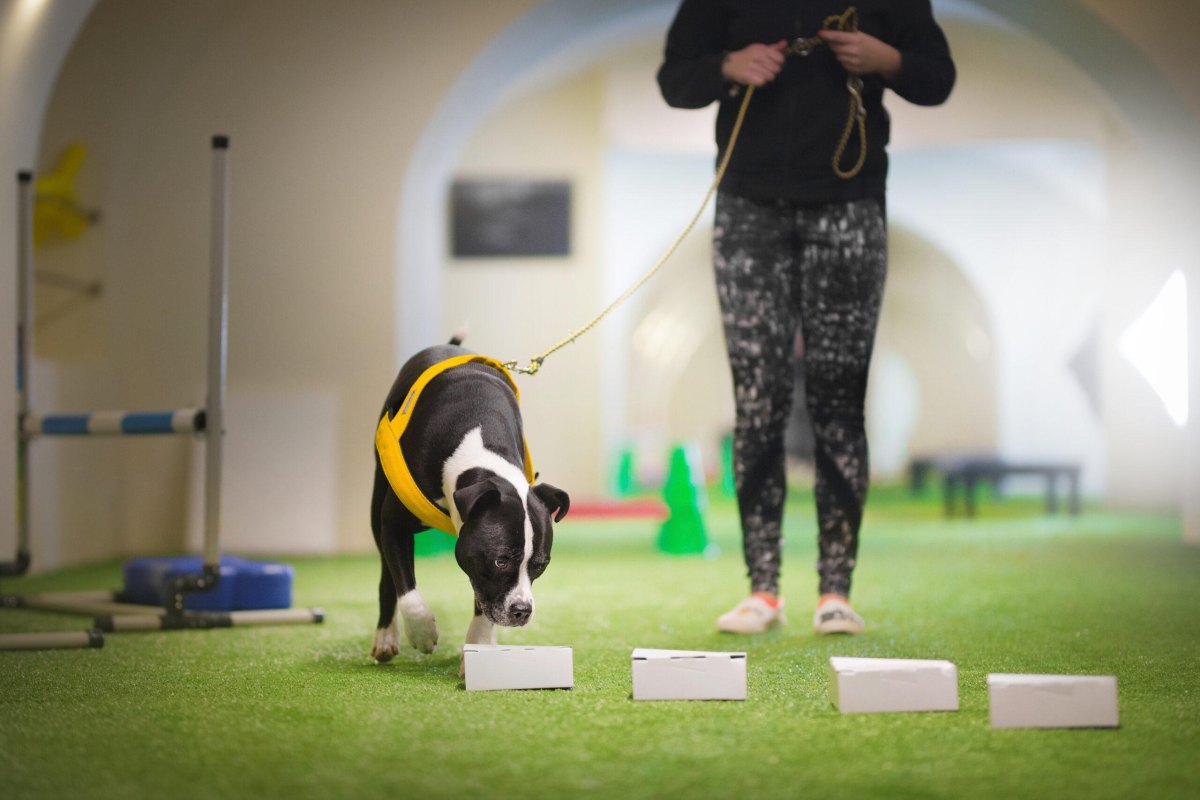 Dog doing scent work indoors