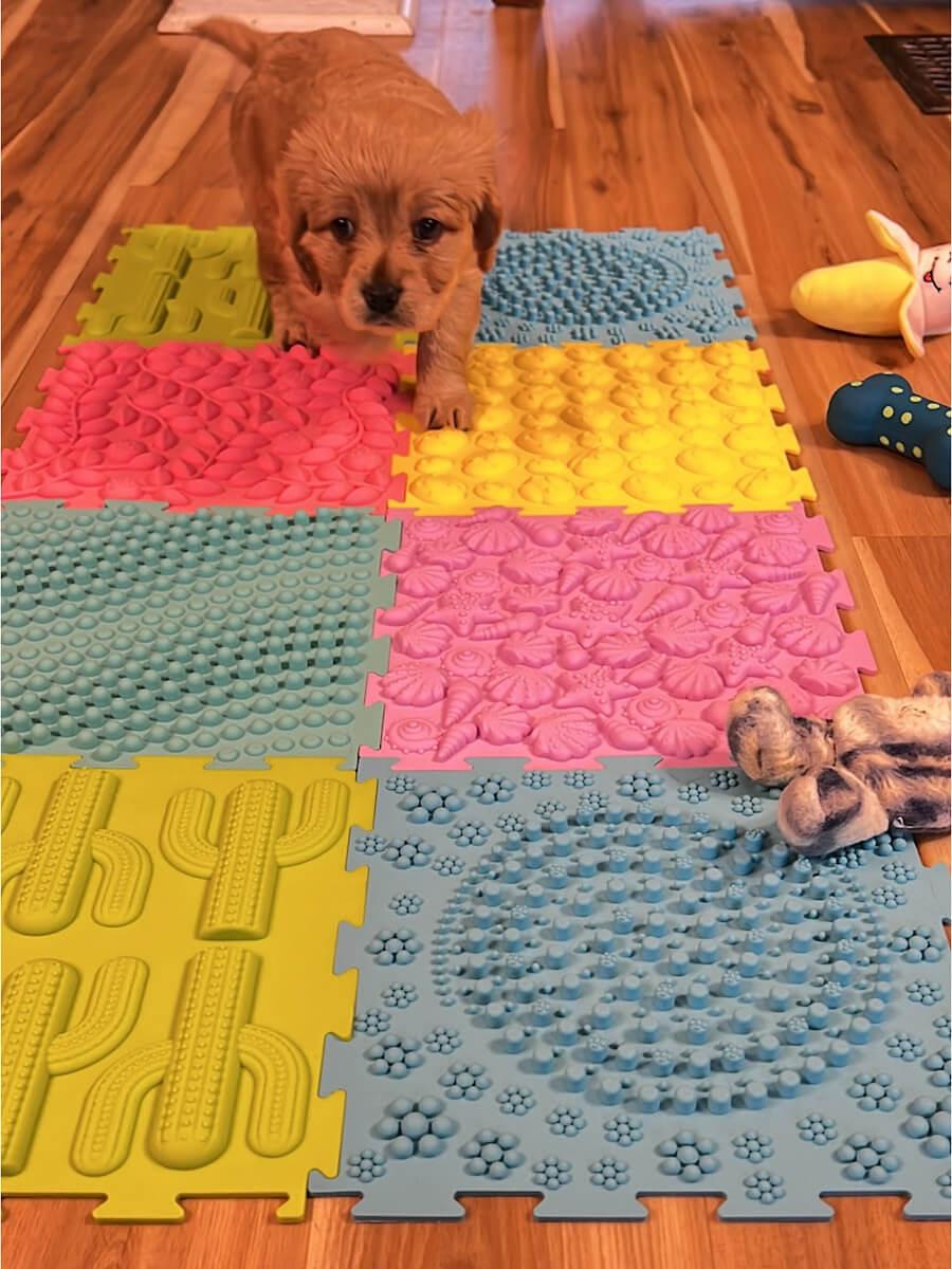 Puppy sensory play
