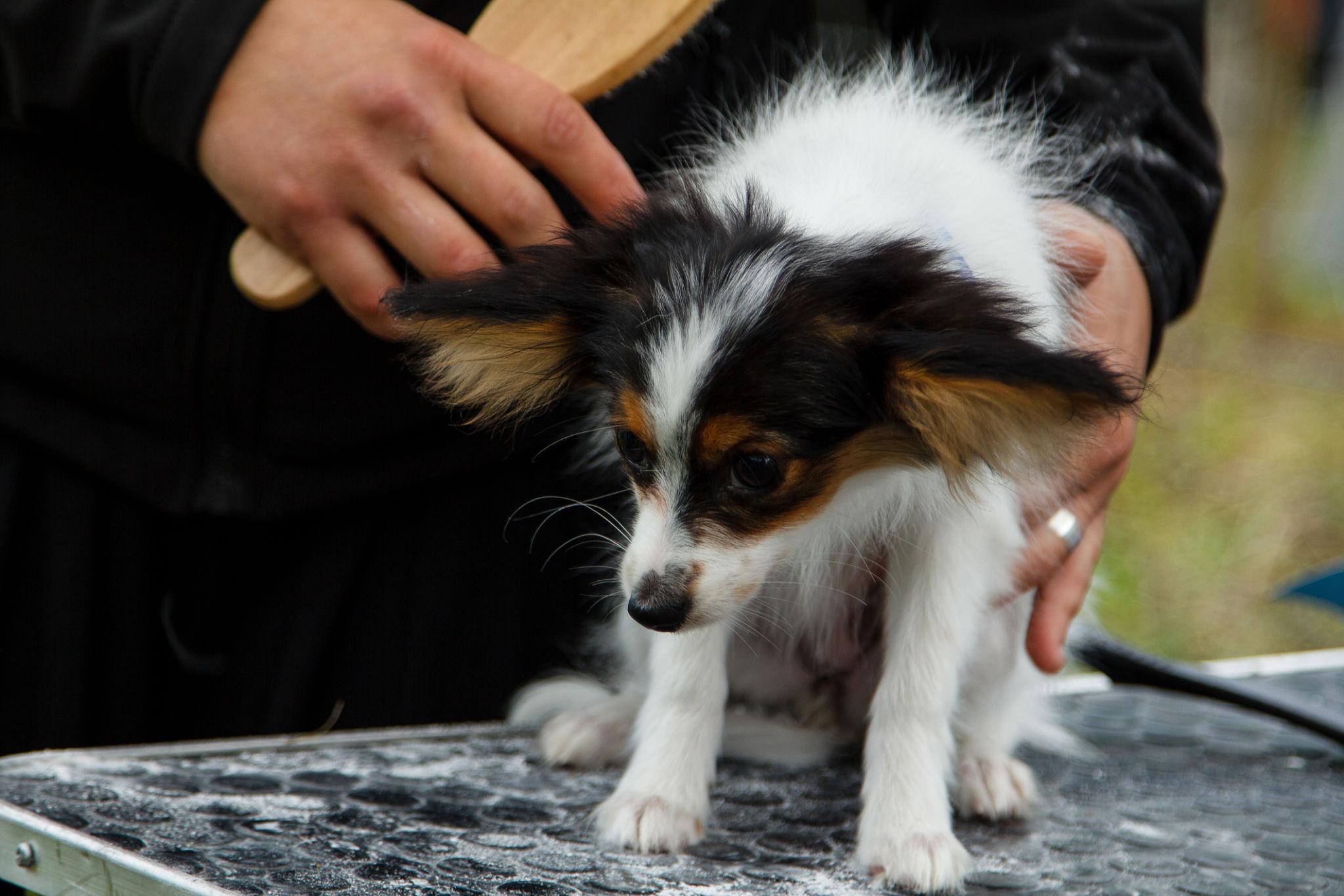 Puppy showing stress during grooming
