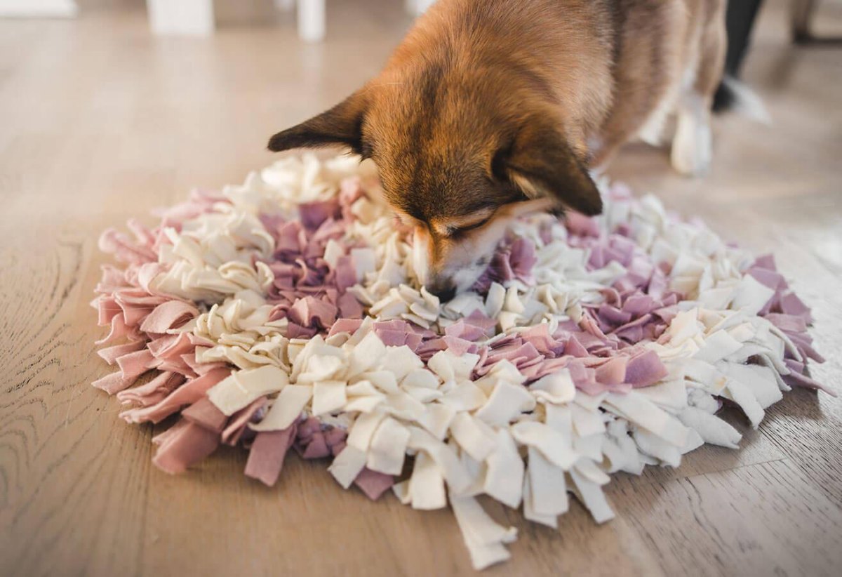 Dog sniffing treats in snuffle mat