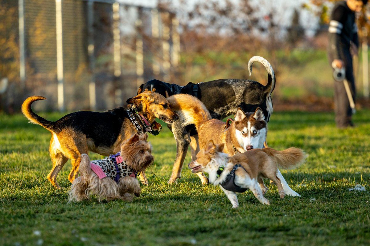 Dogs playing together outdoors