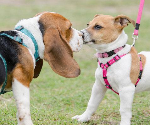Dogs meeting calmly outside