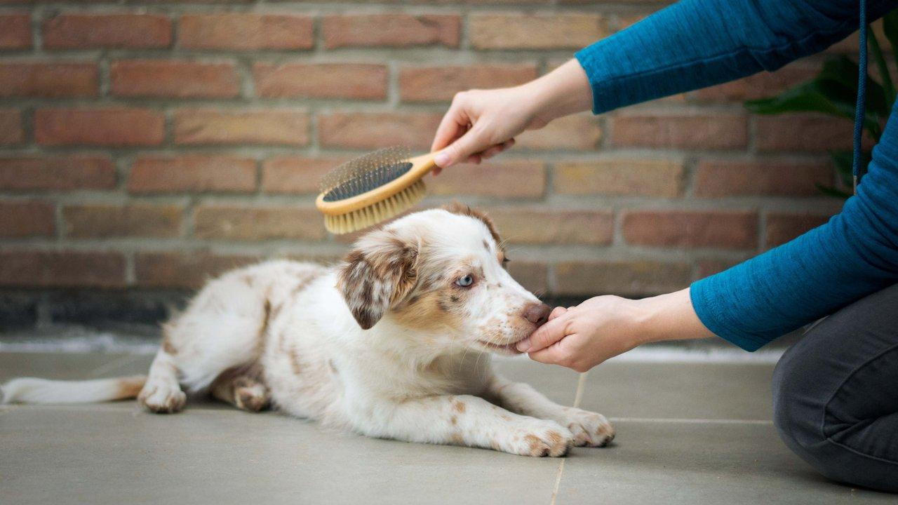 Positive puppy grooming training