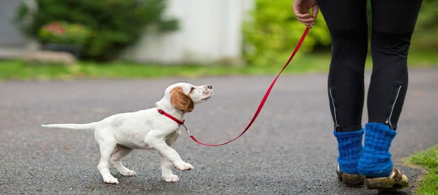 Owner stopping calmly when puppy pulls on leash