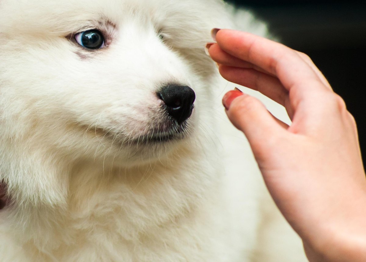 Puppy learning hand target touch