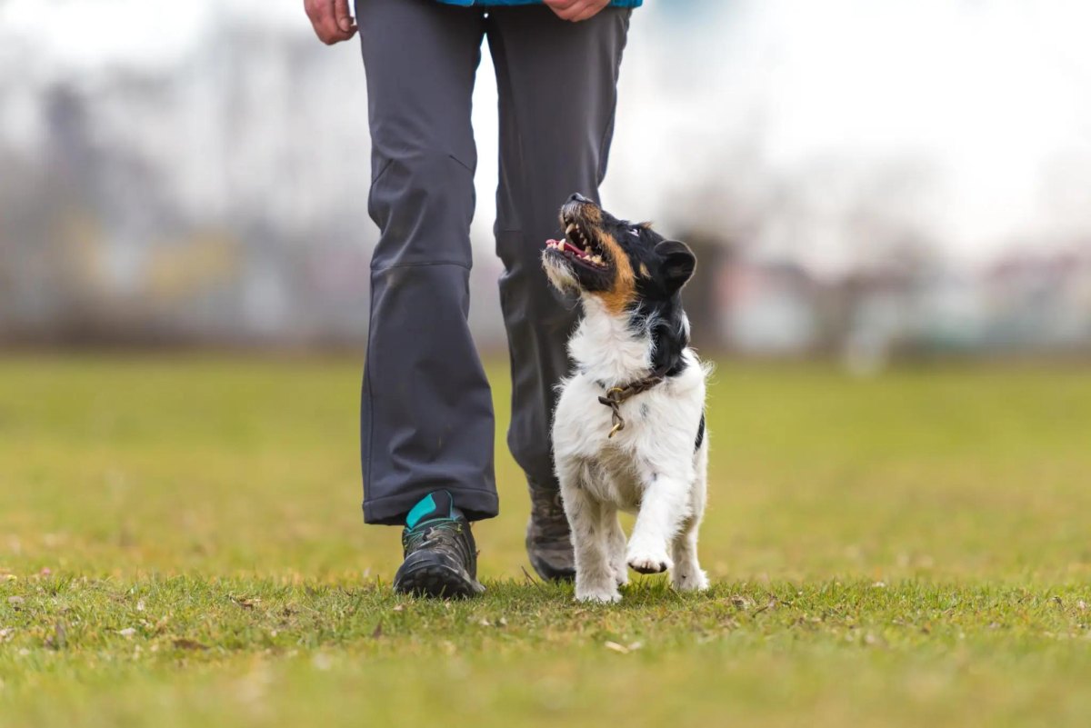 Dog looking at owner outdoors