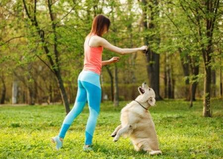 Teach Dog Sit Pretty Step by Step Training Guide Today