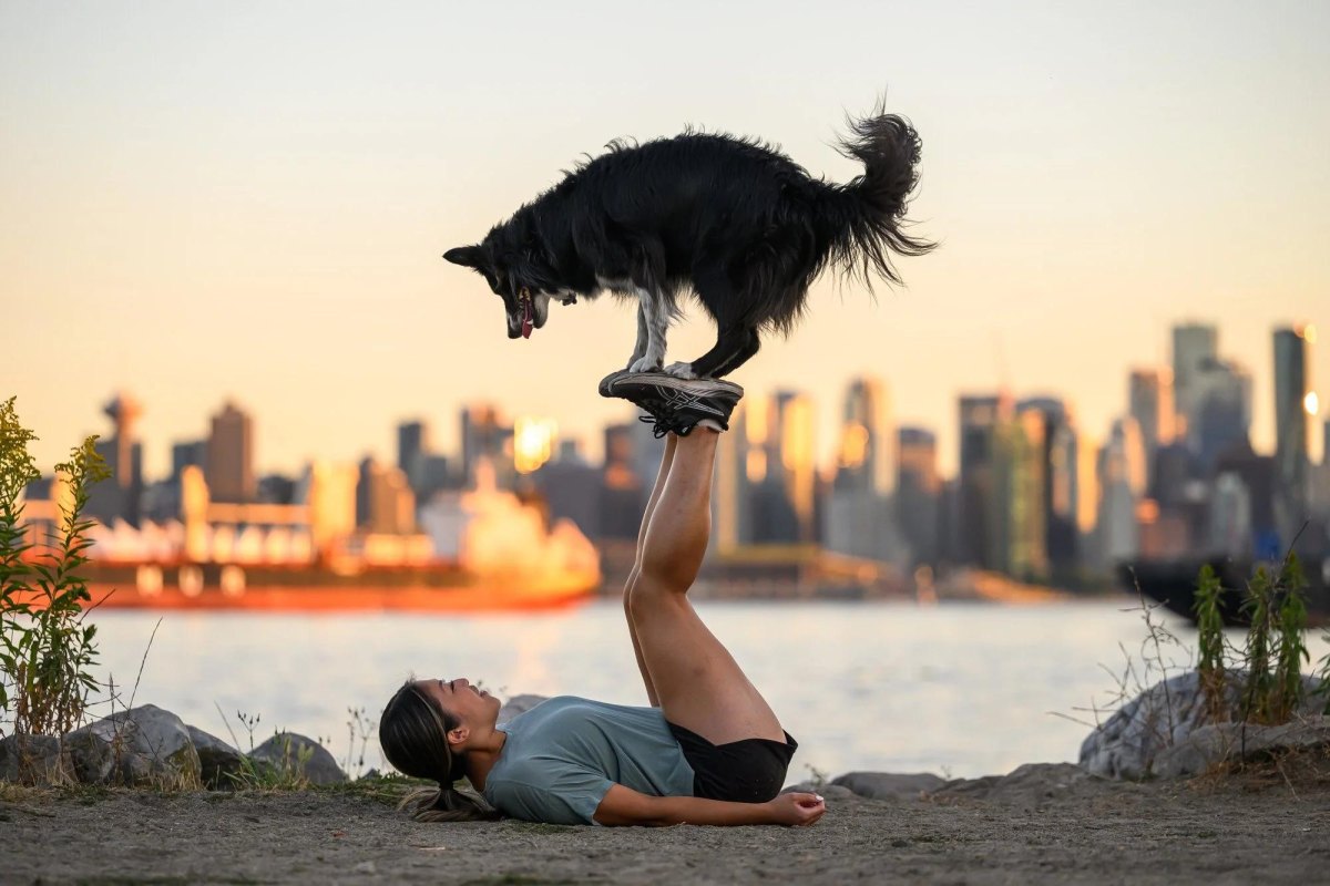 Dog performing advanced training trick