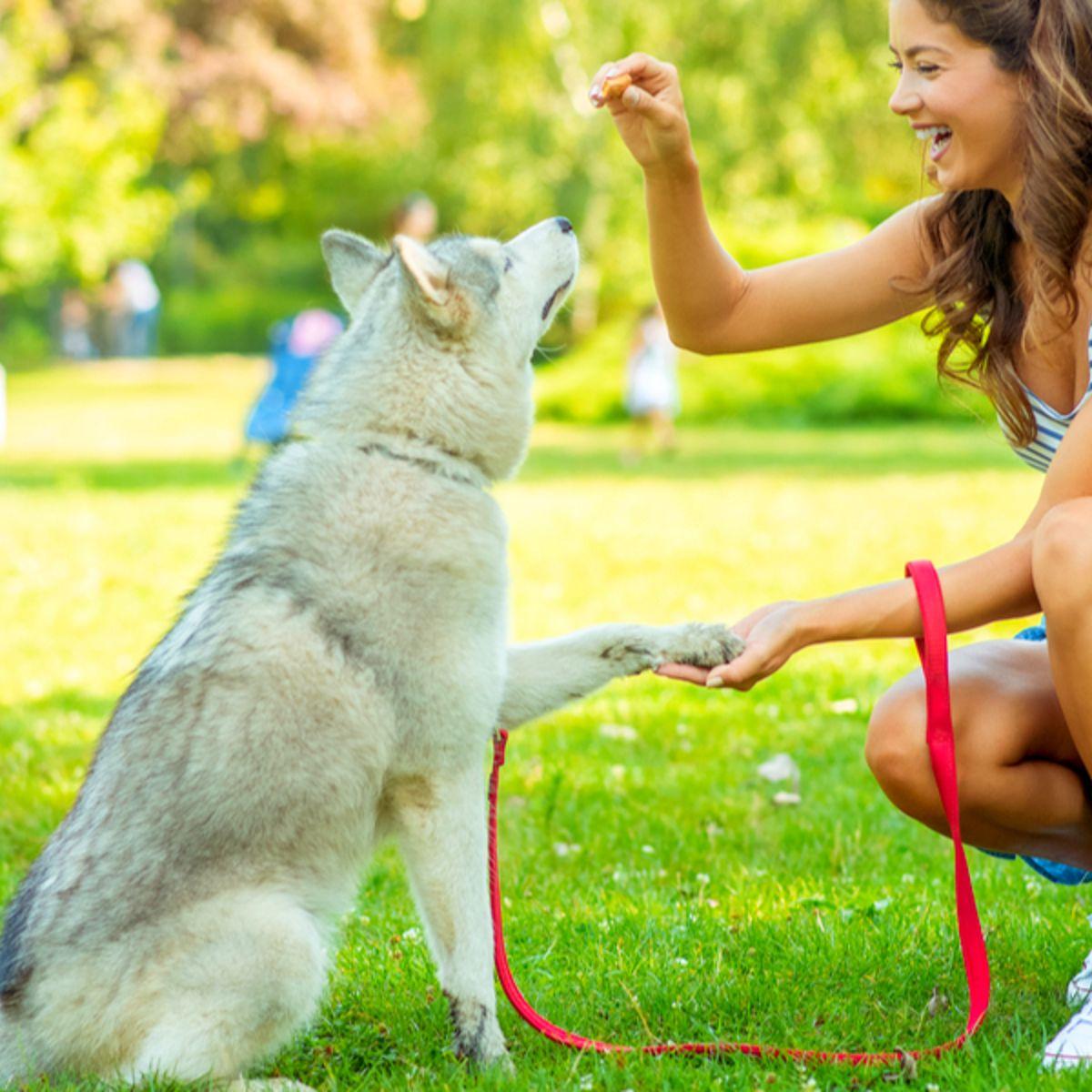 Teach Dog Shake Paw With Easy Training Steps