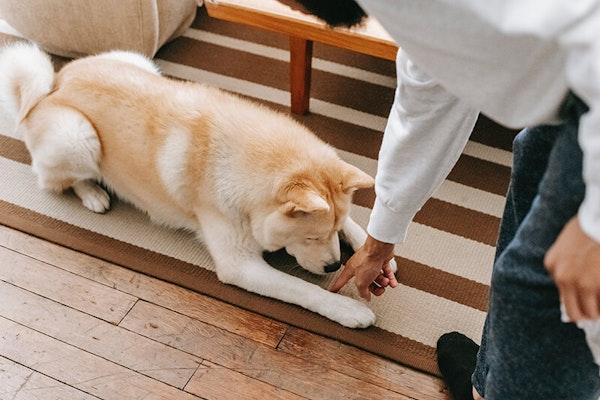 Dog learning lie down and roll over