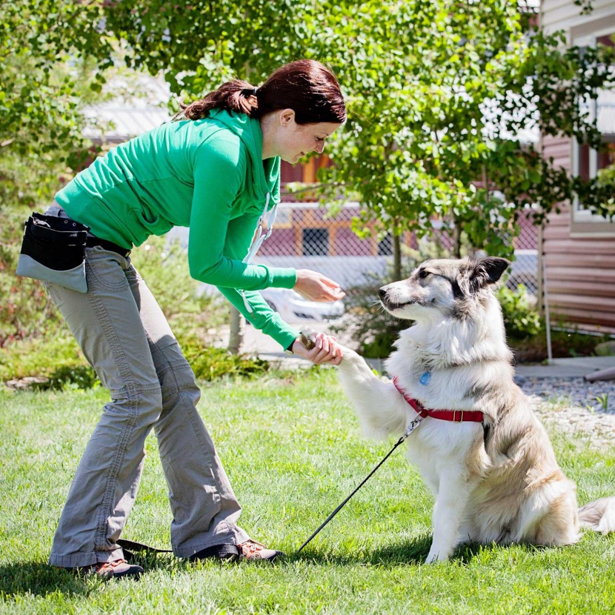 Dog giving paw during trick training
