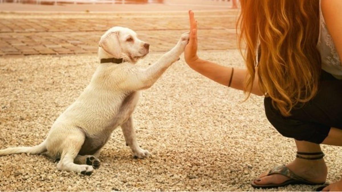 Puppy performing trick