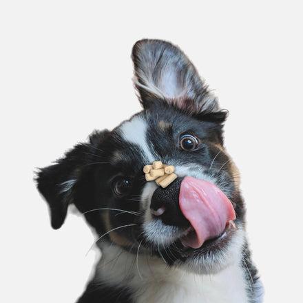 Puppy balancing treat on nose