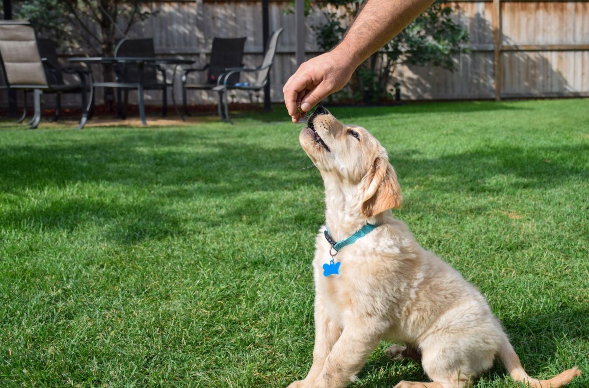 Puppy balancing treat
