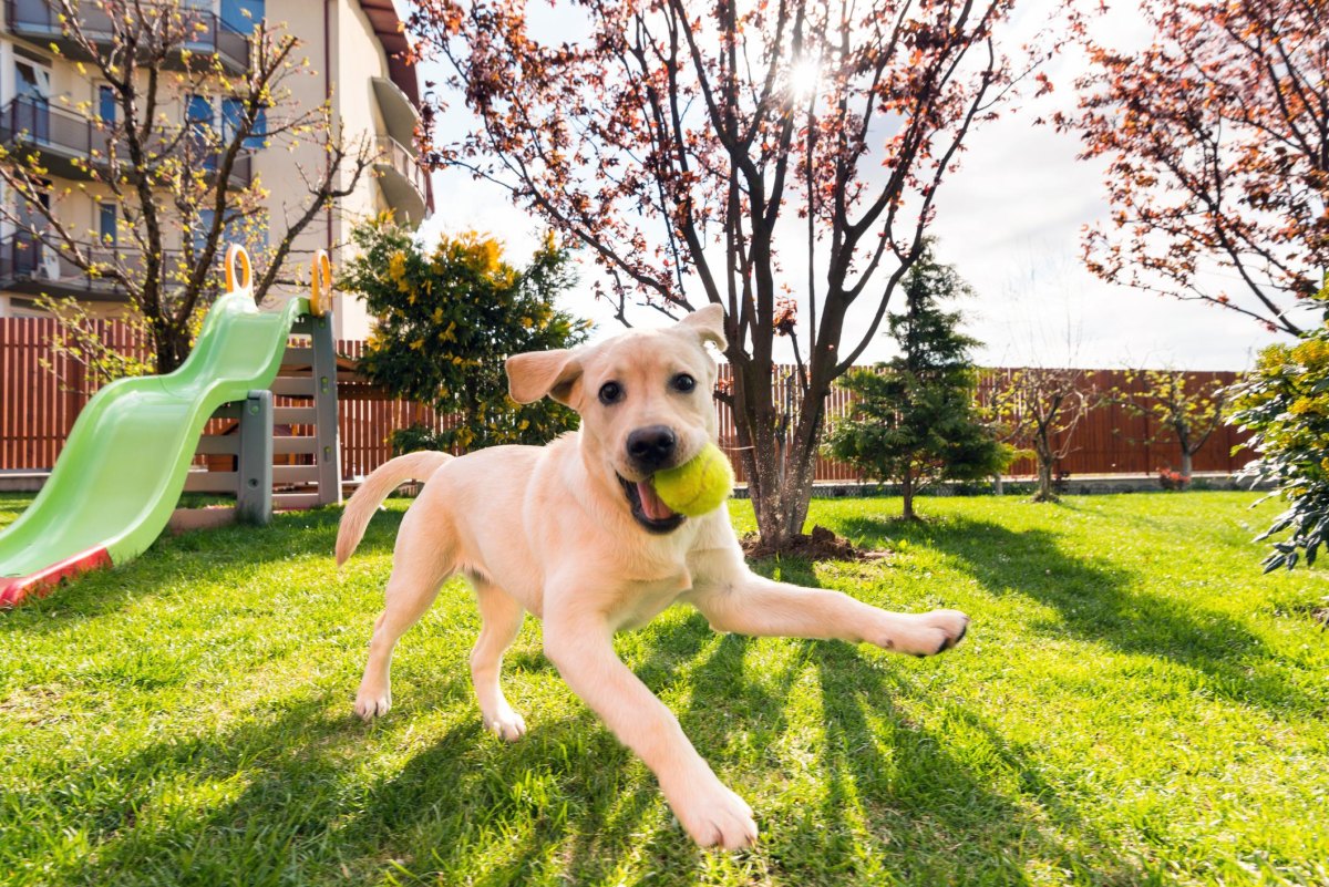 Puppy fetching toy outdoors