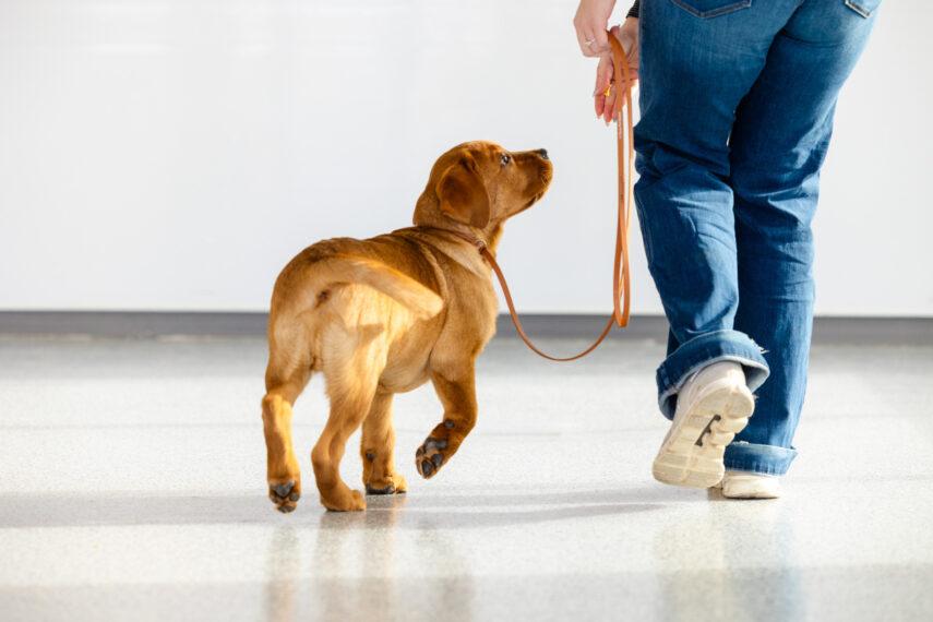 Puppy following its owner during leash training