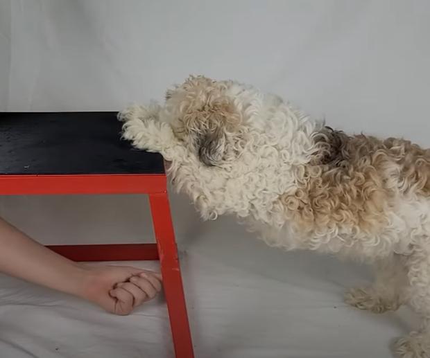 Puppy hiding behind hand