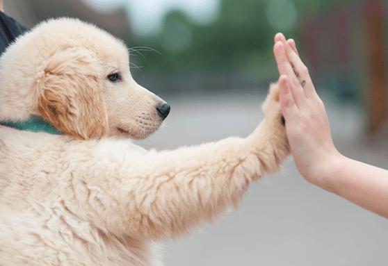 Puppy giving high five