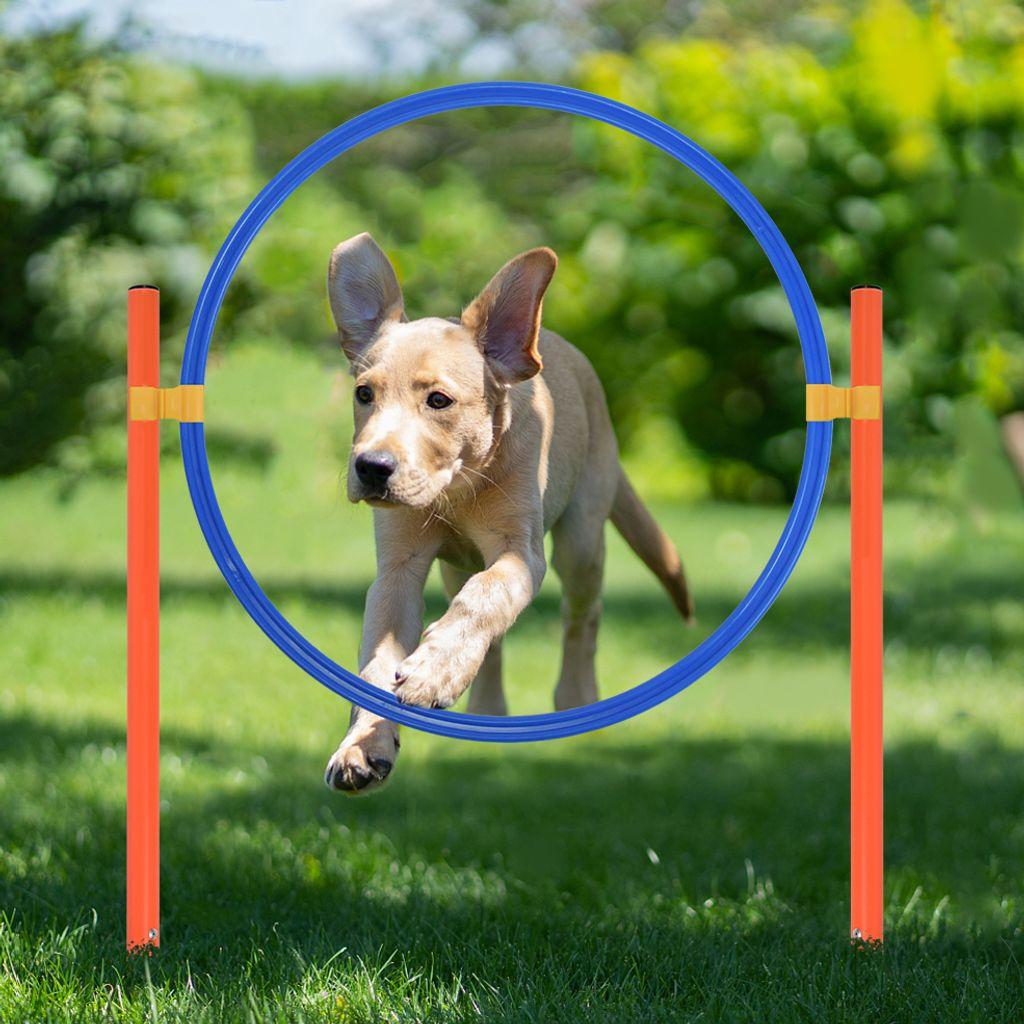 Puppy jumping through hoop