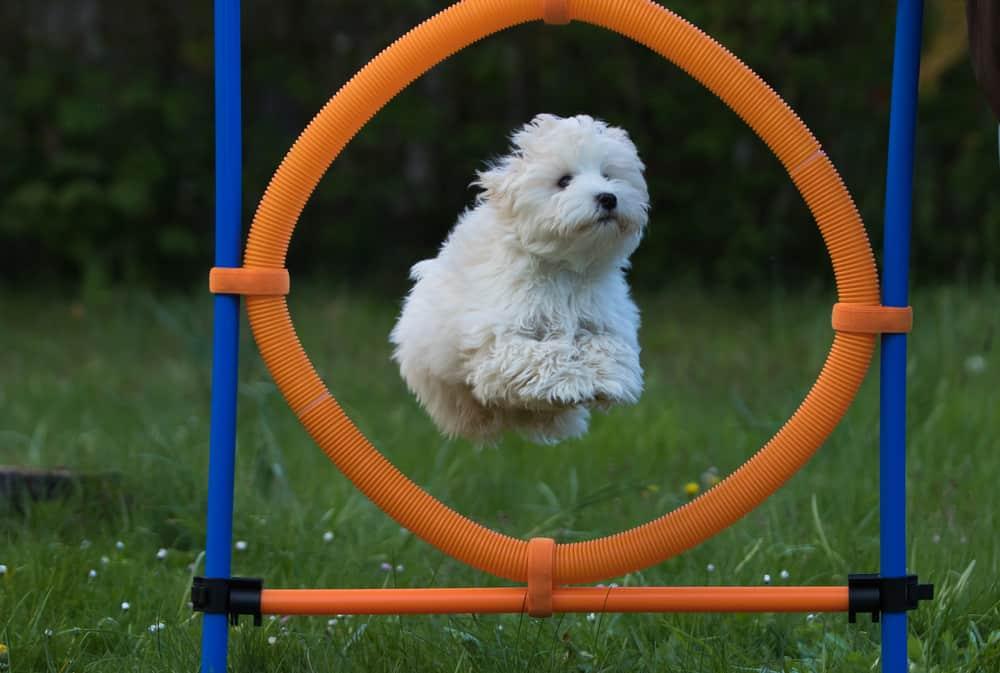 Puppy jumping through hoop