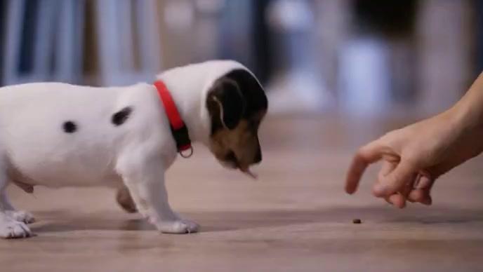 Puppy practicing leave it