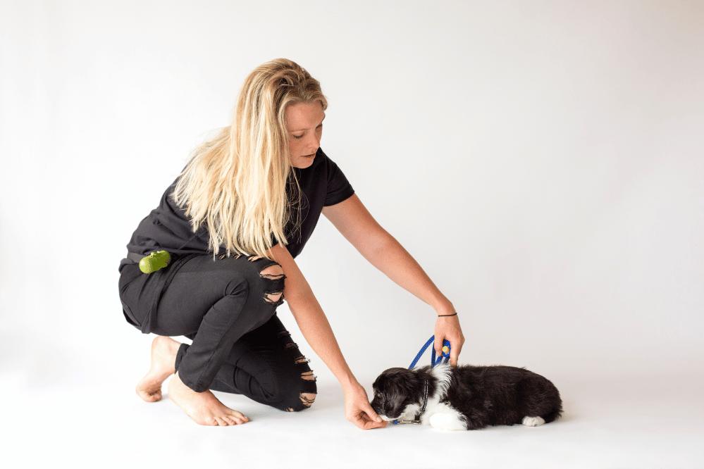 Puppy learning down command