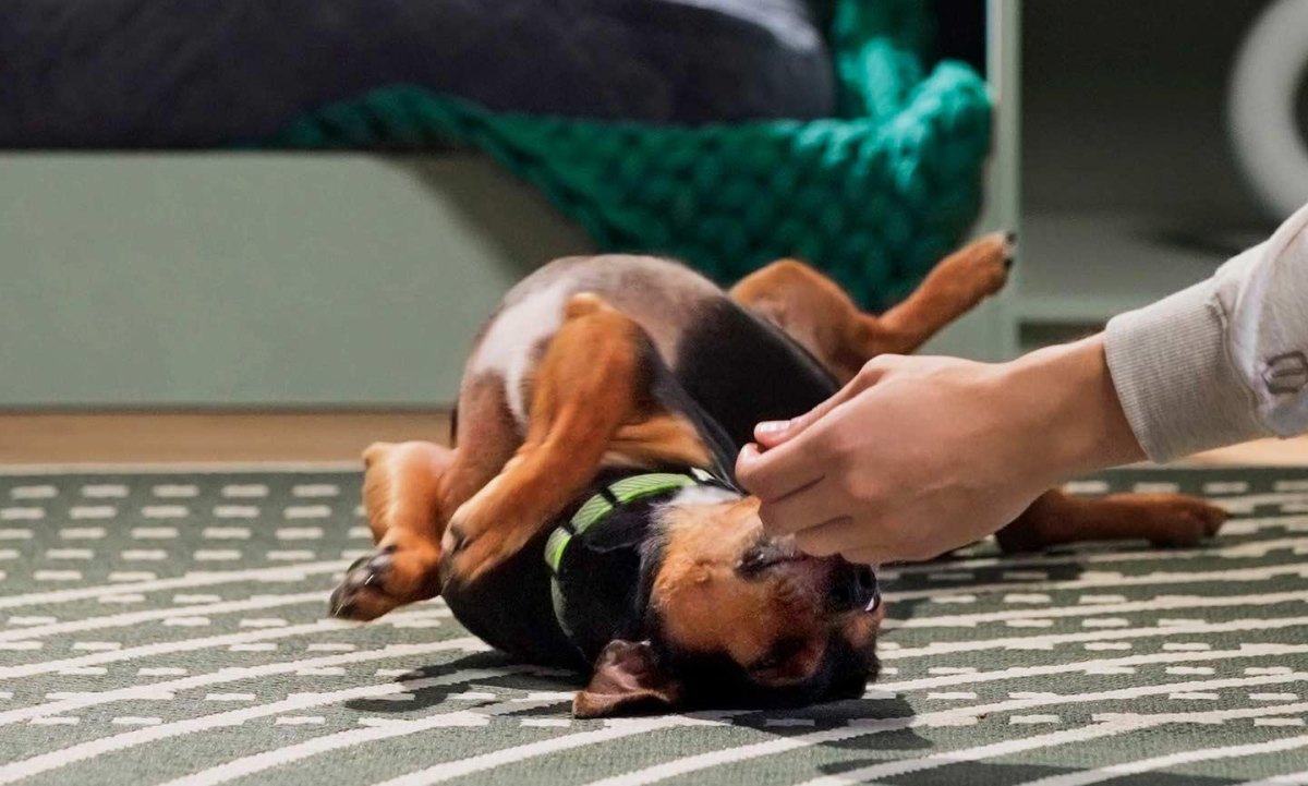 Puppy rolling over