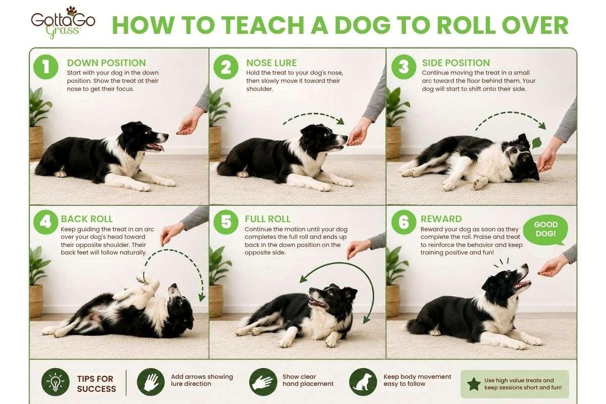 Puppy learning roll over trick