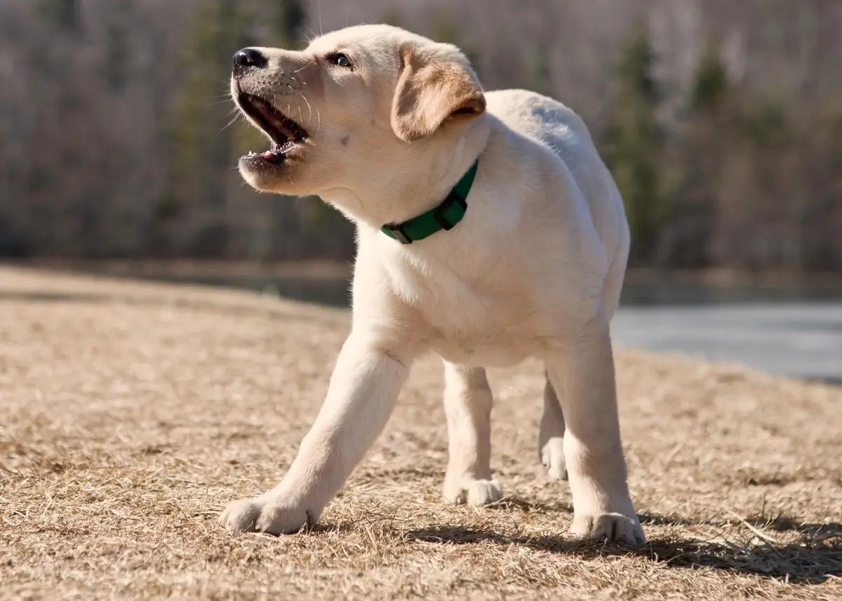 Puppy barking on command