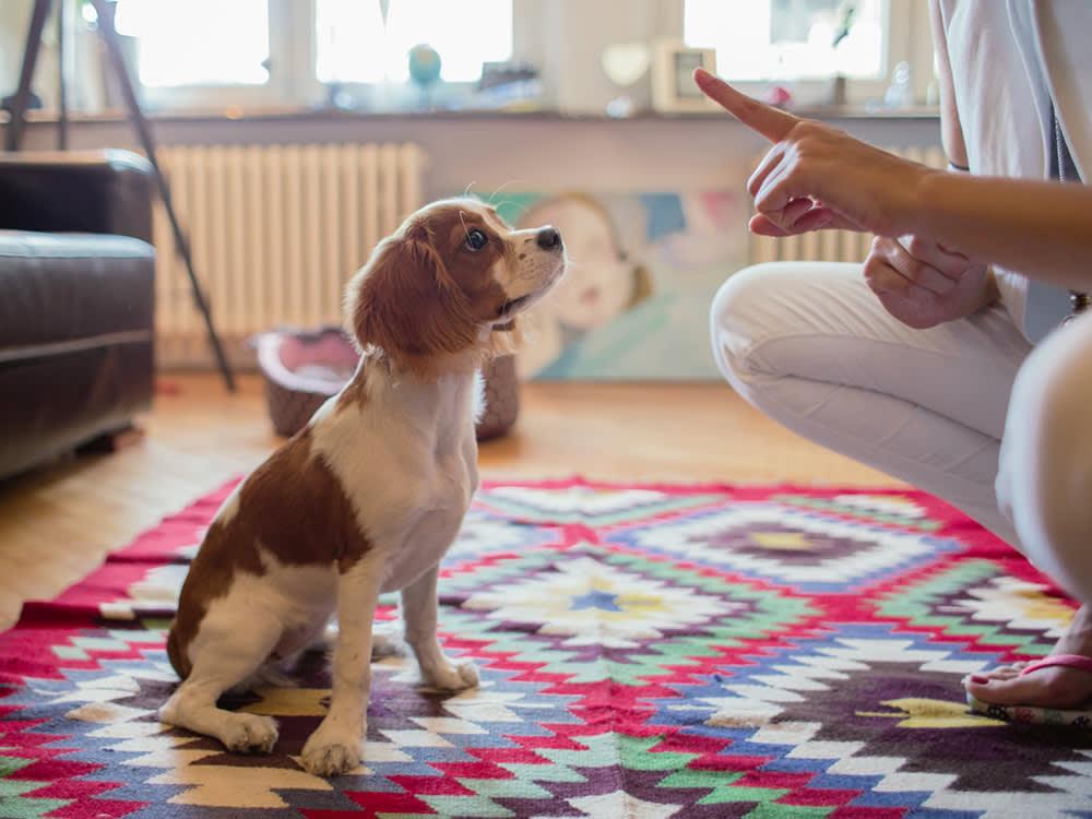 Puppy practicing stay command indoors