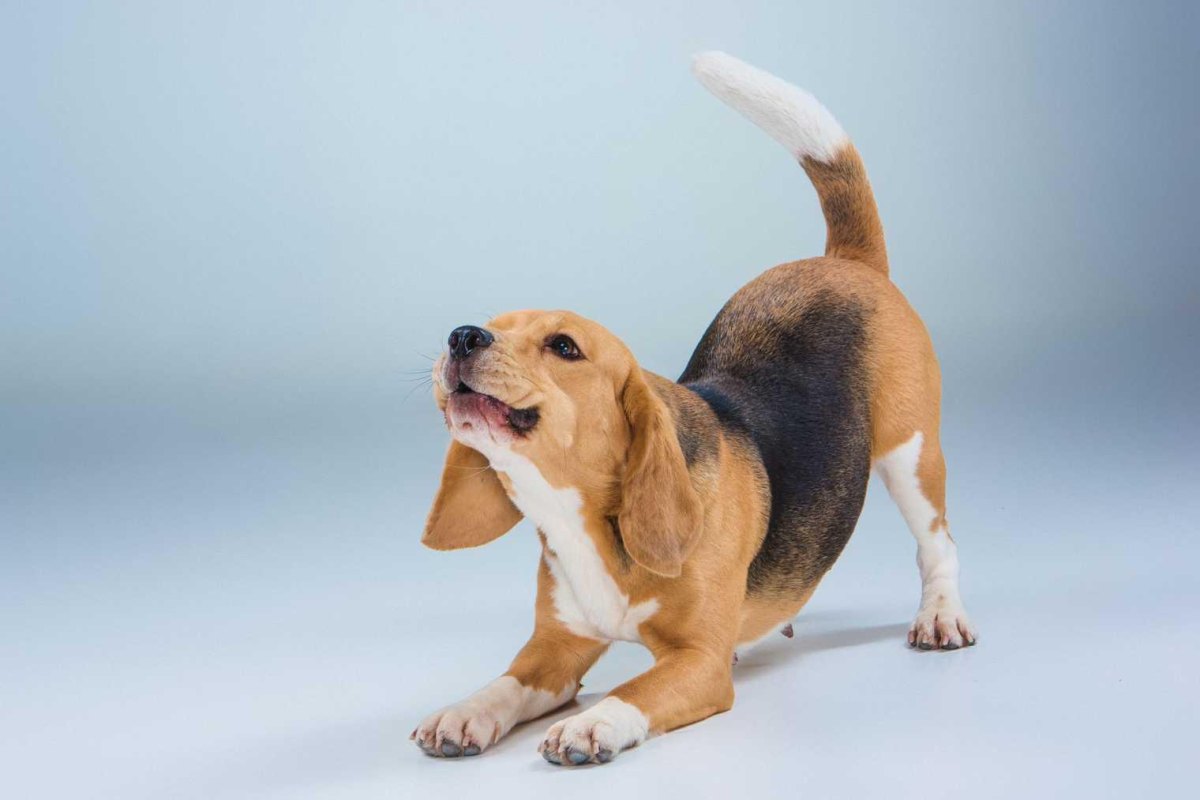Puppy taking a bow