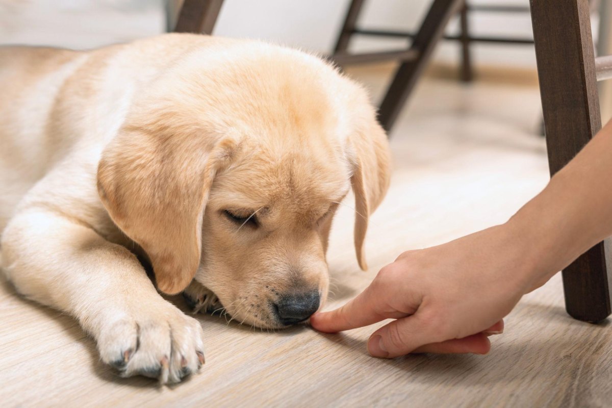Puppy touching owner's hand