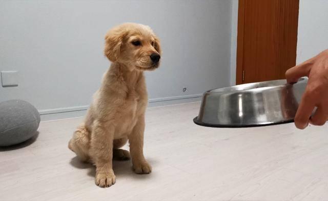Puppy waiting near food bowl