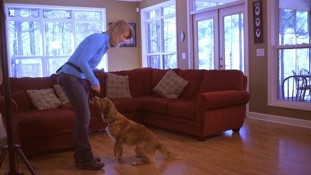 Puppy walking backward