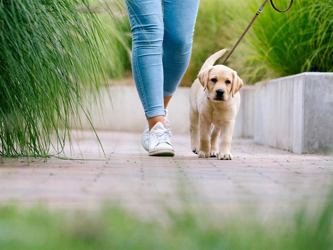 Puppy Leash Pulling Tips for Calm Daily Walks