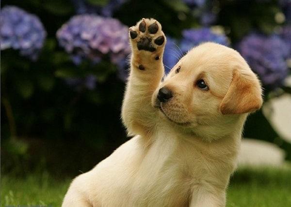 Puppy waving paw goodbye