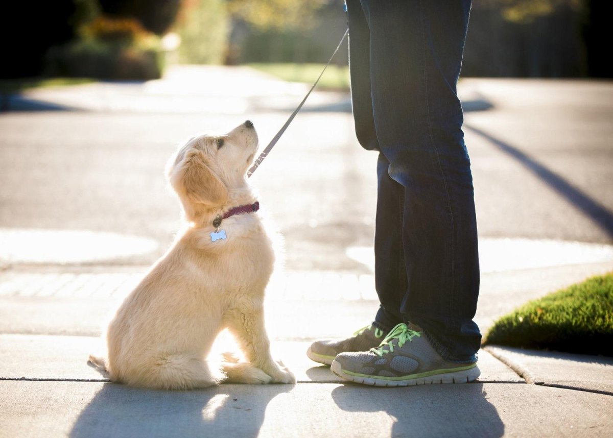 Puppy Training Calm Greetings Without Jumping or Stress