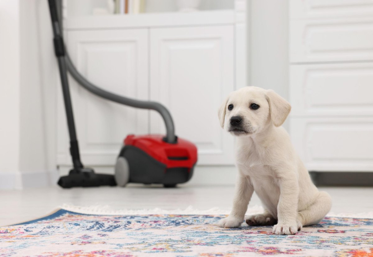 Puppy Calm Around Distractions Training Guide