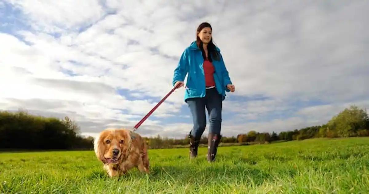 Owner training loose leash walking