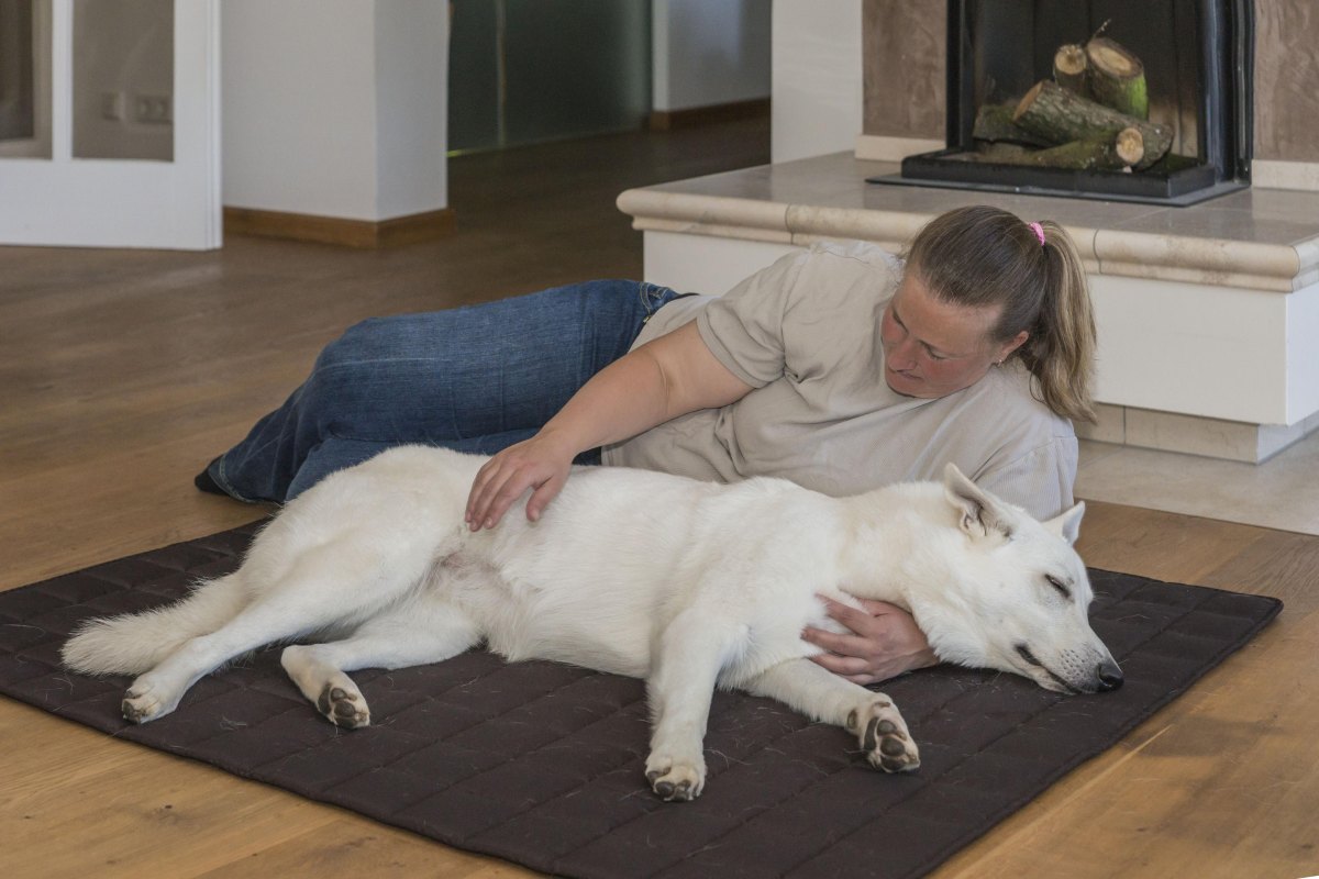Dog relaxing during mat training exercise