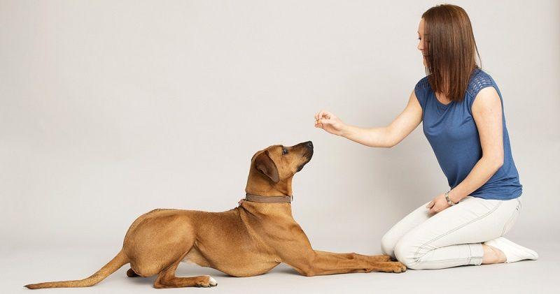 How to Teach a Dog Roll Over Step by Step