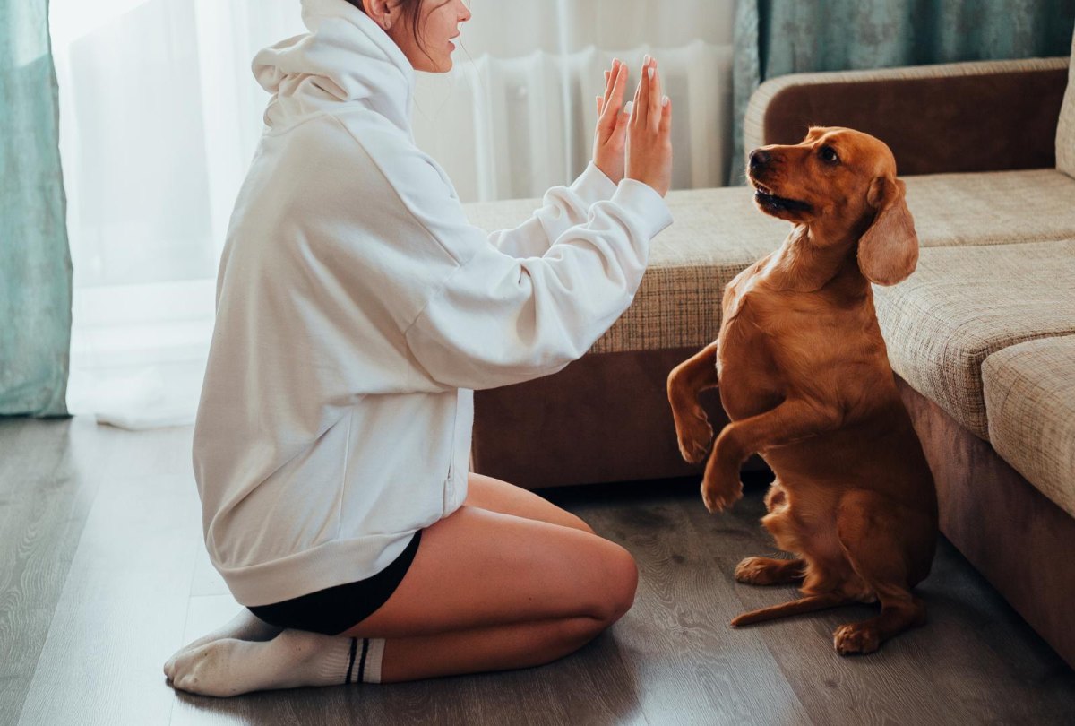 Dog Trust Fall Trick Guide for Safe Training Success