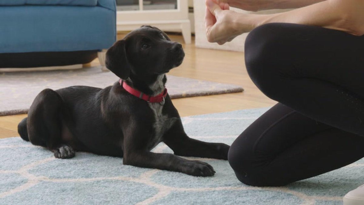 Puppy learning down command